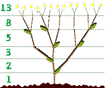 Fibonacci series in plant growth