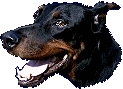 Doberman - still one species of dog