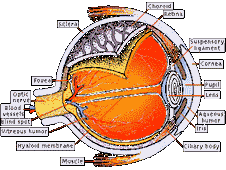 Illustration of the Human Eye