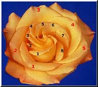 Fibonacci series in the petals of a flower