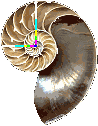 Fibonacci spiral in a nautilus shell