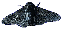 Peppered moth