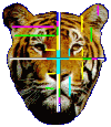 The face of a tiger is based on the Divine Proportion